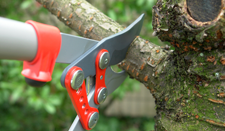 Tree Pruning - Tree Removal 